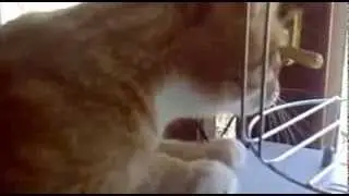 Кот лает