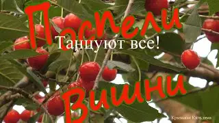 Поспели Вишни в саду у дяди Вани.