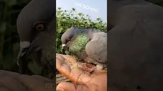 Pigeon lover #pigeonlover