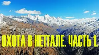 Охота в Непале. Часть 1. Голубой баран. Hunting in Nepal part #1. Blue Sheep.
