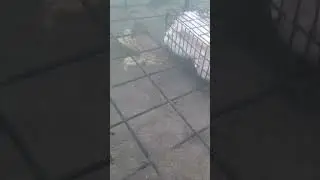What Are the ODDS???