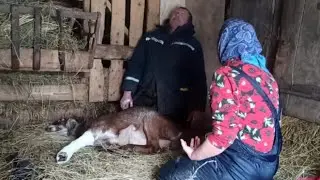 В деревне не всегда легко! Коза сломала ногу! Ветеринар сказал: 