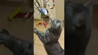 люблю #shorts #любовь #хочуврек #красота #реки #релакс #love #топ #тикток #попугай #кот #друзья #хит