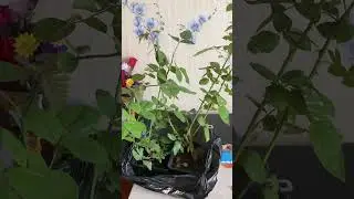Еще одна мечта сбылась!