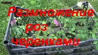 Размножение розы с помощью черенков