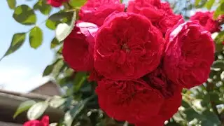"Флорентина", плетистая роза🌹 не "горит" на солнце ☀️. Июль 2024.