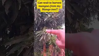 I want to harvest mangoes from my Mango tree & make mango juice!! #youtubeshorts #YouTubeChamps