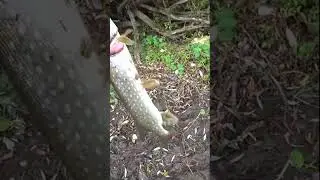 ОСЕННЯЯ ЩУКА.                         