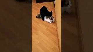 СТЕРИЛИЗОВАЛИ НАЗЫВАЕТСЯ! #жизнькота #кот #приколыскотами #kitten