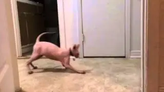 Smeagol does moonwalk