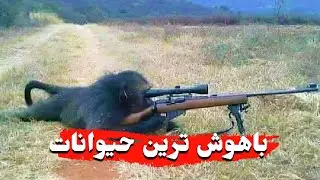 ده تا از باهوش ترین حیوانات که هوشی شبیه به انسان دارند، کانال پنج