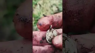 Люблю такую сопутку! Находка топ! 