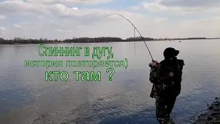 Толстолобик? Сом? Щука? Судак? на Спиннинг ( рыбалка в Калаче на Дону)