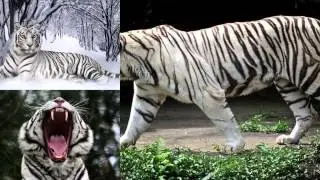 Happy Birthday TigerLilly, ääh TigerSusldruss