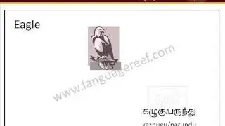 Learn Tamil birds picture dictionary