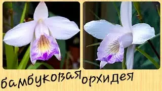 ОРХИДЕЯ, не КАТТЛЕЯ, но с цветами каттлеи - arundina graminifolia