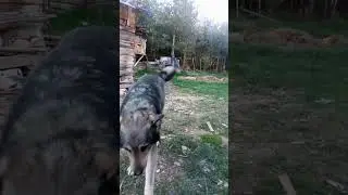 Пёс, Кот, Кроль...