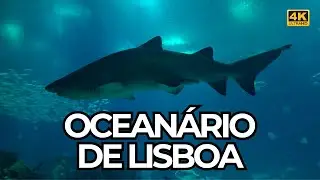 Lisbon Oceanarium 🐠 | Discover all the Oceans, Otters and Penguins, Dori, Nemo and much more!