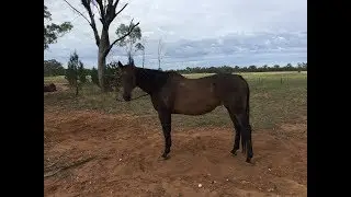 Baradine NSW