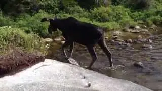Close Encounter with Maine Moose