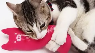 5 необычных игрушек для кошек от AliExpress