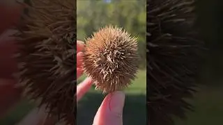 Roasting chestnuts on an open fire