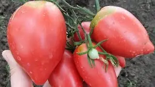 ТОМАТЫ - эти сорта ОСТАВЛЮ обязательно!