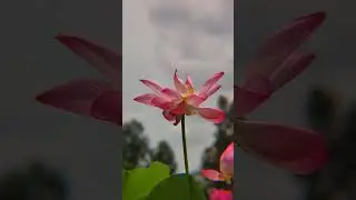 តោះបងប្អូនទាំងអស់គ្នាមកតេស្តជាមួយខ្ញុំជាប្រភេទលេន Apexel 22X zoom telephoto len