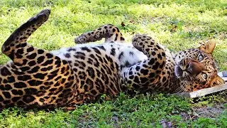 What Sound Does A Leopard Make?
