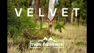 VELVET - Bowhunting Chital Deer in Australia - Official Film - Twin Elements