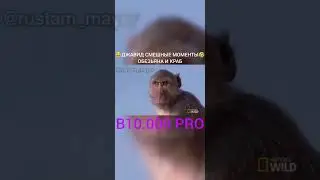 😂ДЖАВИД СМЕШНЫЕ МОМЕНТЫ🤣 ОБЕЗЬЯНА И КРАБ