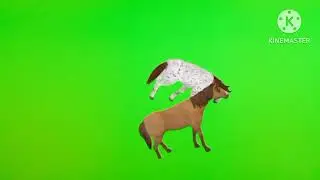 Green screen Running Horse!! Eating Horse !!