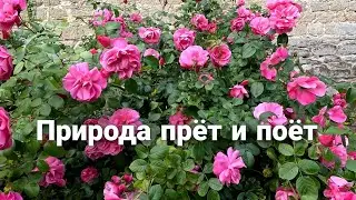 Поставили бассейн. Погода отличная. Лето во Франции.