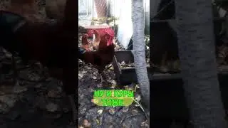 Прогулки в ноябре #shorts #video #куры