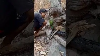 He met many birds and turtles