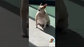 Kaley Cuoco's Chonky Pal 🐕 