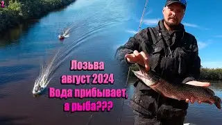 Лозьва август 2024/ Вода прибывает, а рыба???