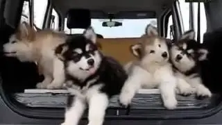 Husky Dog  - " I love you "