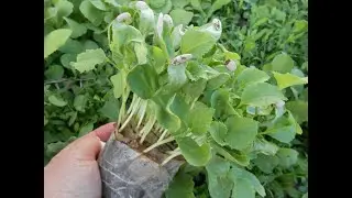 Сею арбузы, дыни, помидоры в улитку - Проще не бывает!
