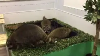 Еноты в бассейне