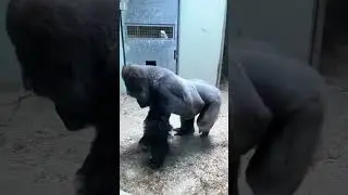 monkey spin 