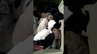 ОКОТИЛАСЬ ДЕВЯТЬЮ ЛАБРАДОРАМИ