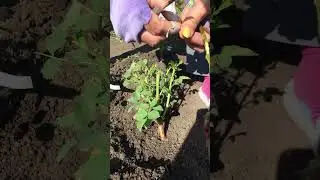 Окулировка шиповника вблизи