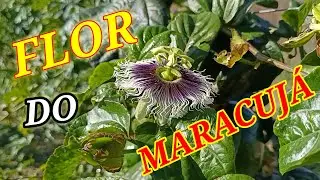 Flor de maracujá em desenvolvimento e polinização das flores