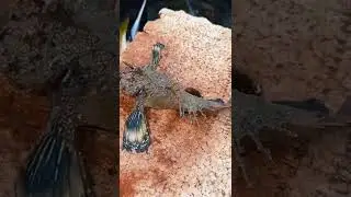 Ikan Karang MONSTER berbisa