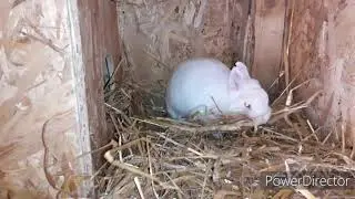 Rozmiary klatek i wykotników & Hodowla się powiększa...