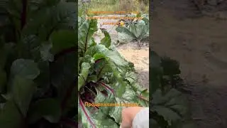 Свекла мутант🤪