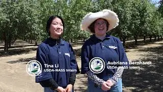Pacific Region NASS Interns assist with Objective Yield Measurements
