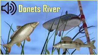 Talking wild carp, catfish, other + Seversky Donets River competitions