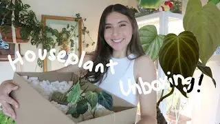Philodendron Haul 🤩✨